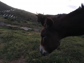 Location : debroussailleuse Location : debroussailleuse