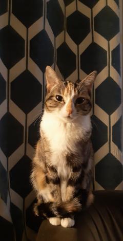 Service : chat Service : chat