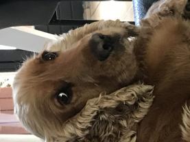 Service : chien Service : chien