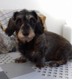 Service : chien Service : chien