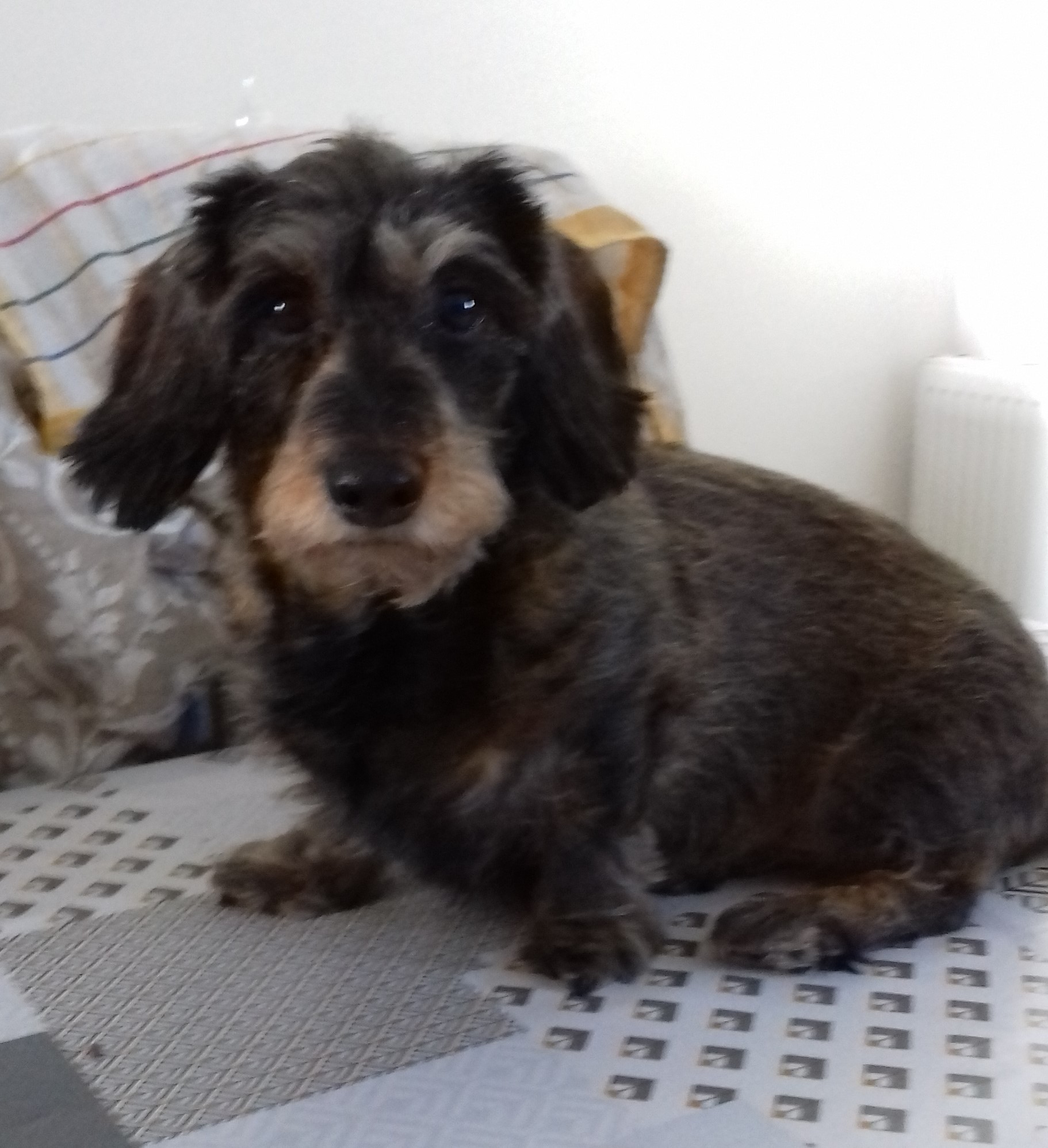 Service chien 25 entre particuliers