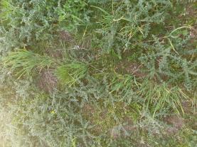 Service : entretien jardin Service : entretien jardin