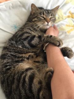 Demander ce catsitter