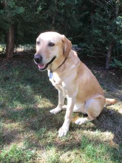 Service : chien Service : chien