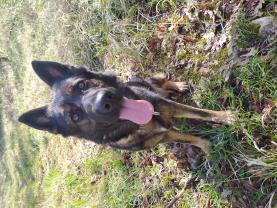 Service : chien Service : chien