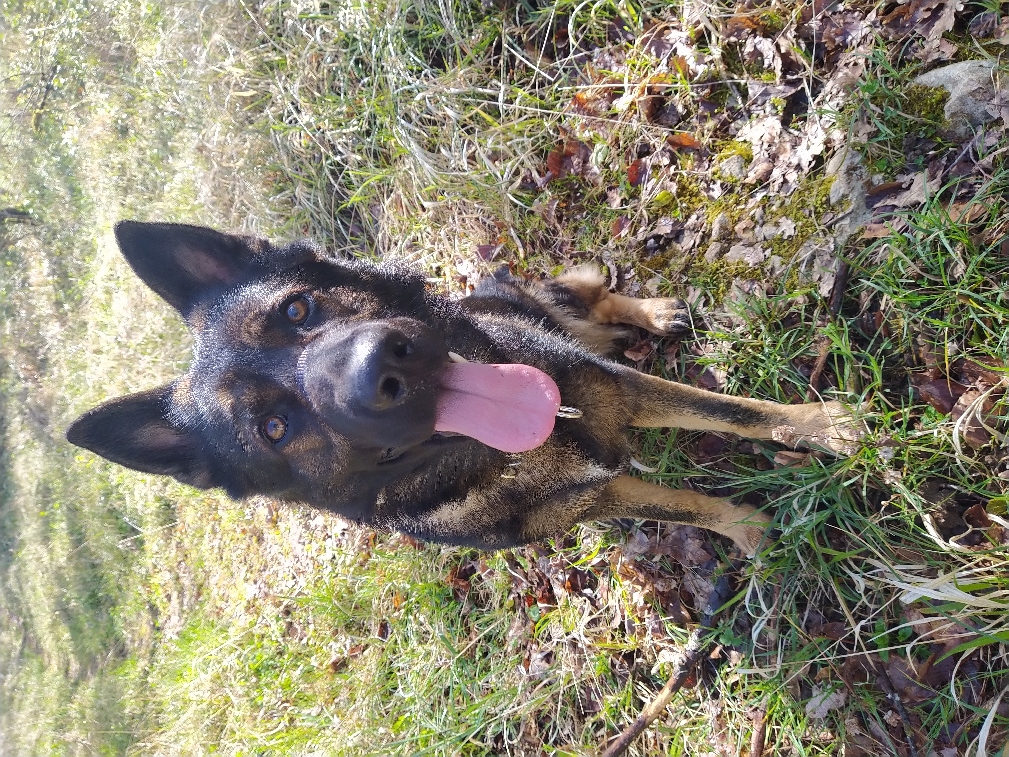 Service chien 25 entre particuliers