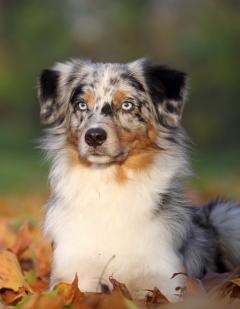 Demander ce petsitter