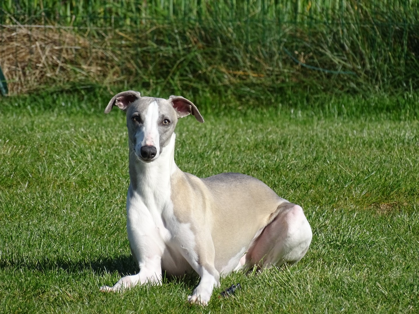 Service chien 68 entre particuliers