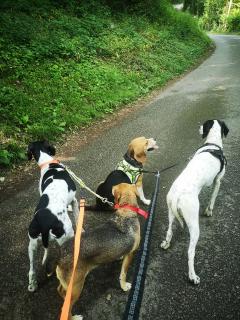 Service : chien Service : chien