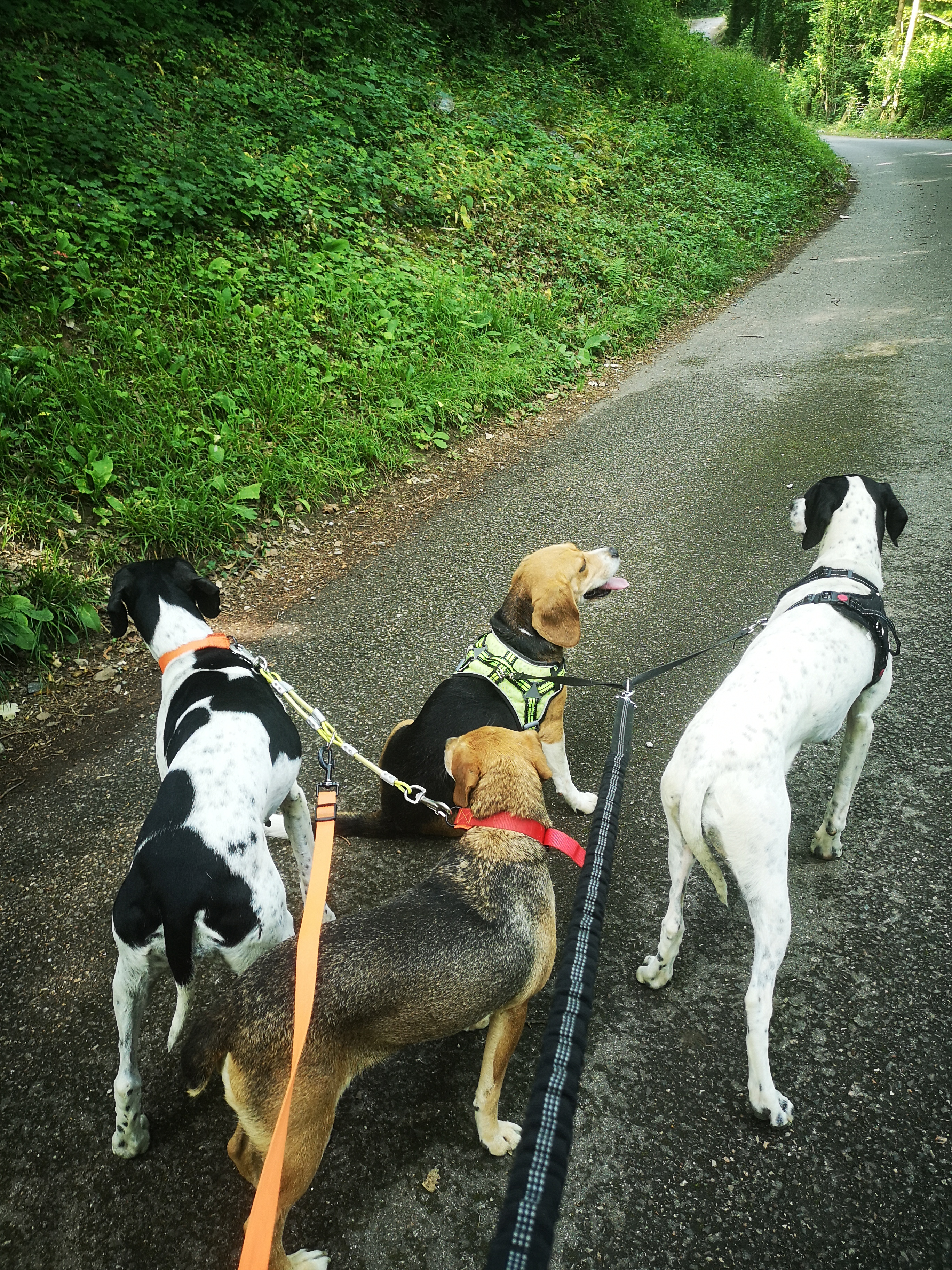 Service chien 38 entre particuliers