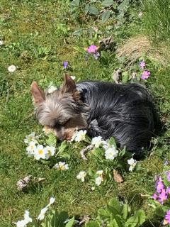 Service : chien Service : chien