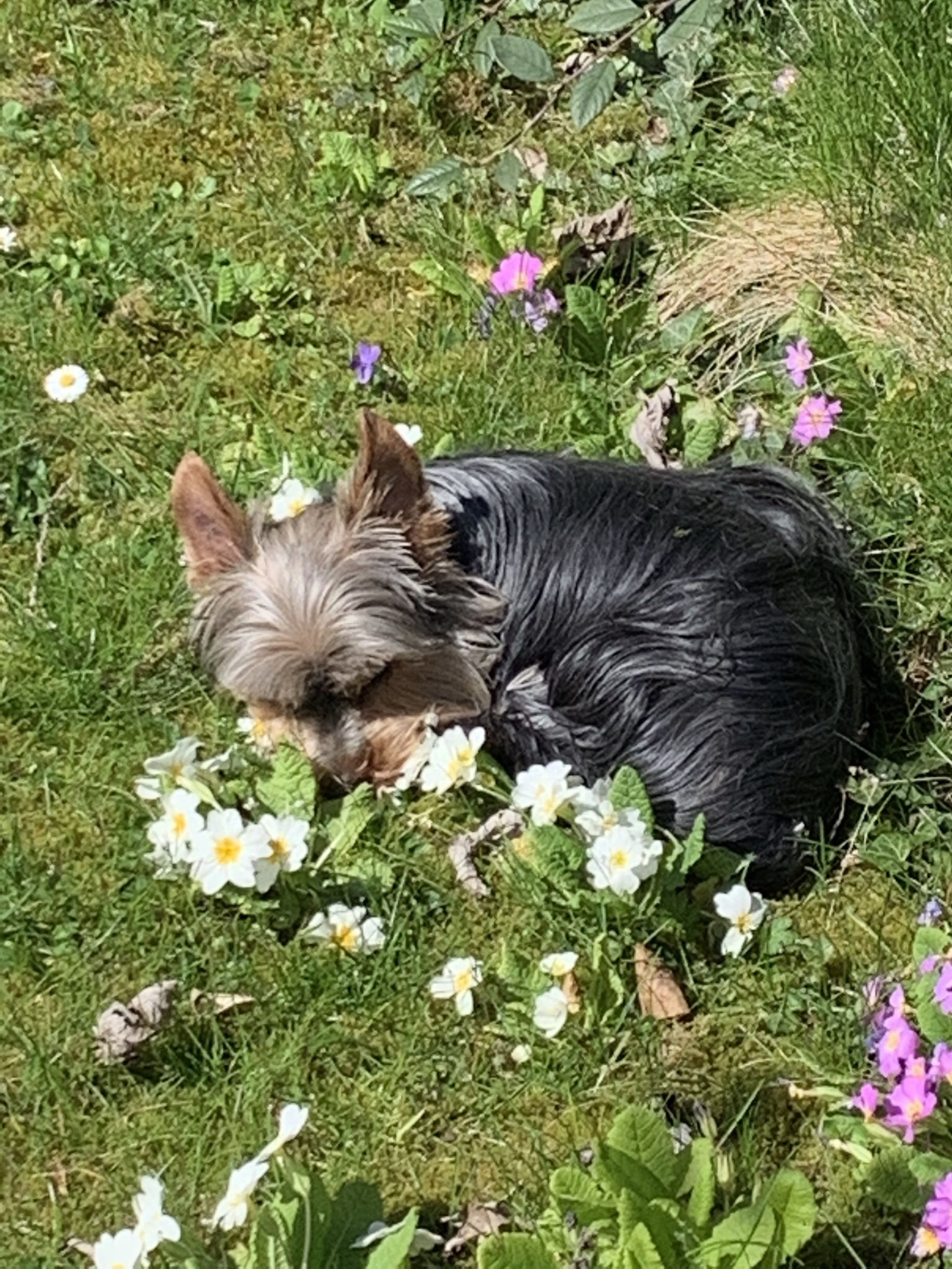 Service chien 76 entre particuliers