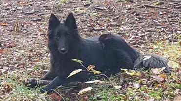 Location : remorque velo Location : remorque velo