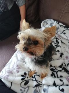 Demander ce petsitter