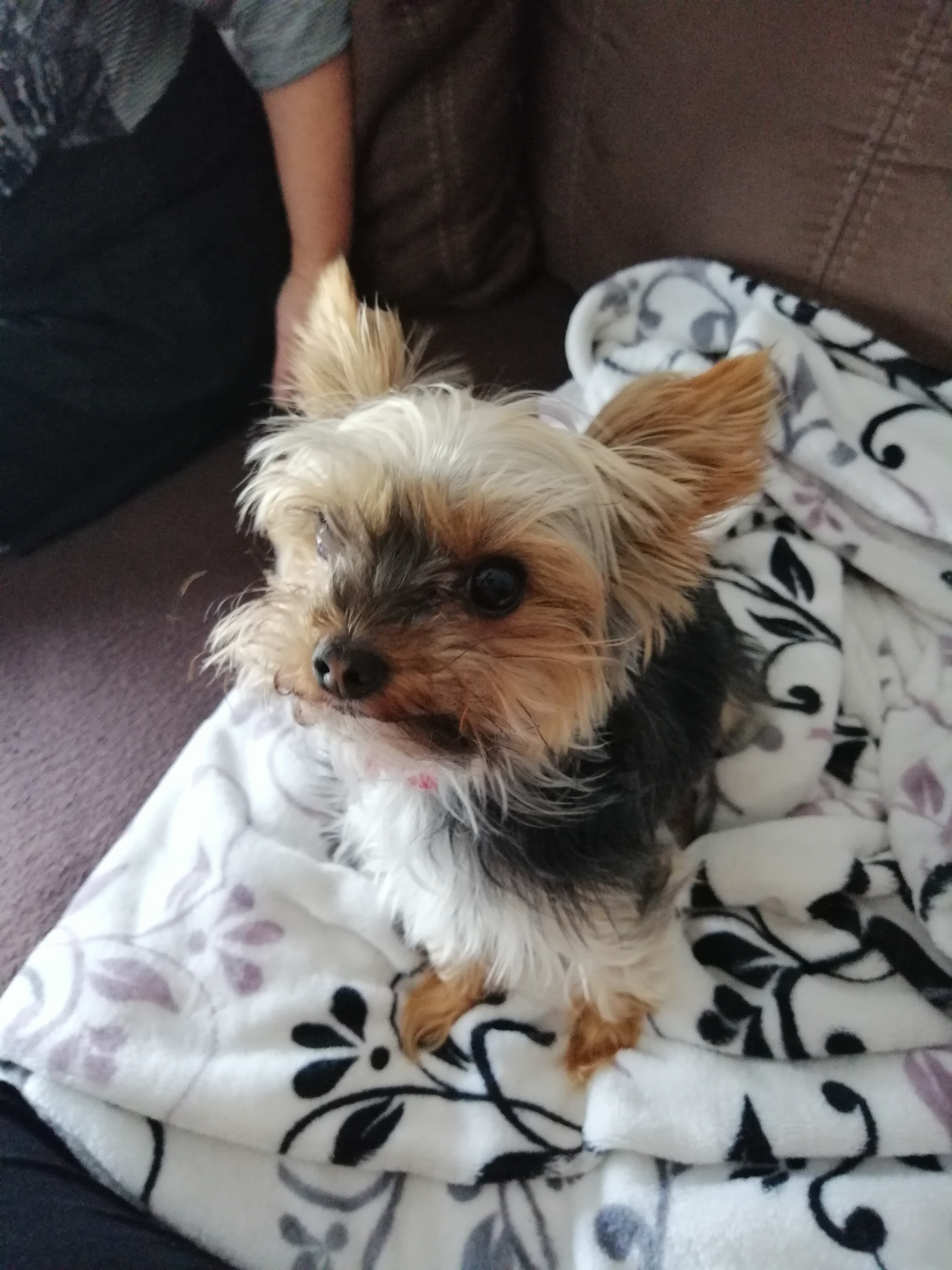 Service chien 85 entre particuliers