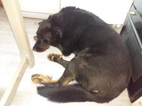 Service promeneur chien entre particuliers