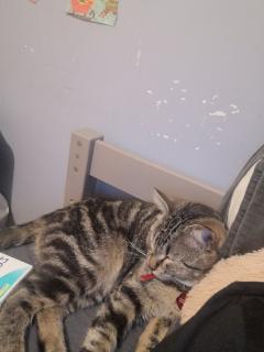 Demander ce catsitter