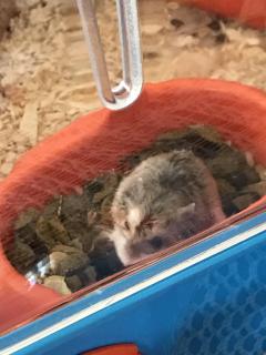 Service : rongeur Service : rongeur