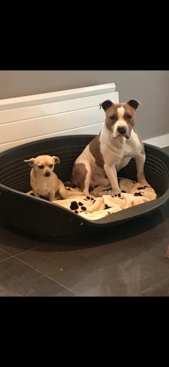 Service : chien Service : chien