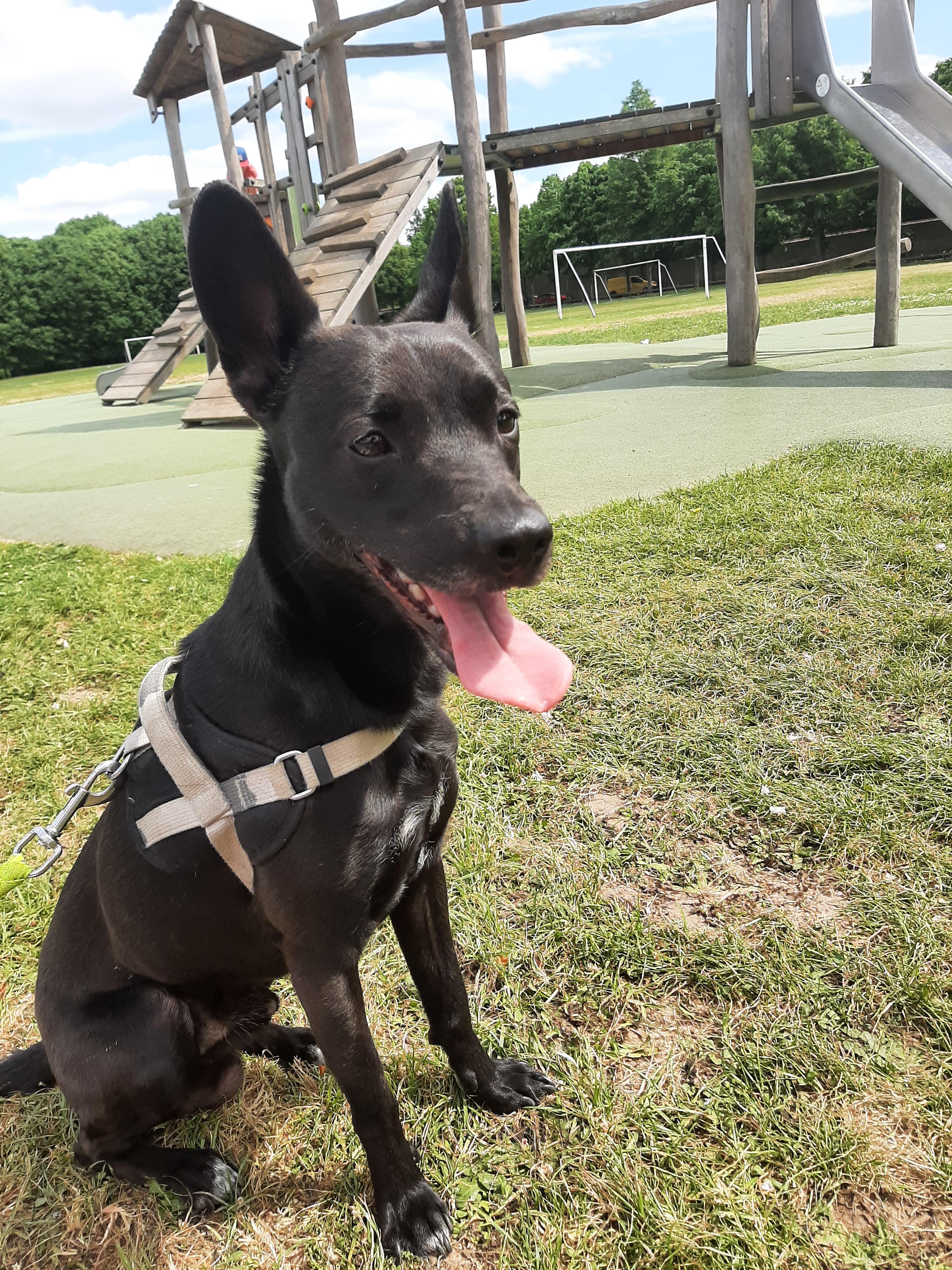 Service promeneur chien 28 entre particuliers