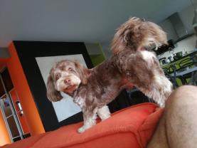 Service : chien Service : chien