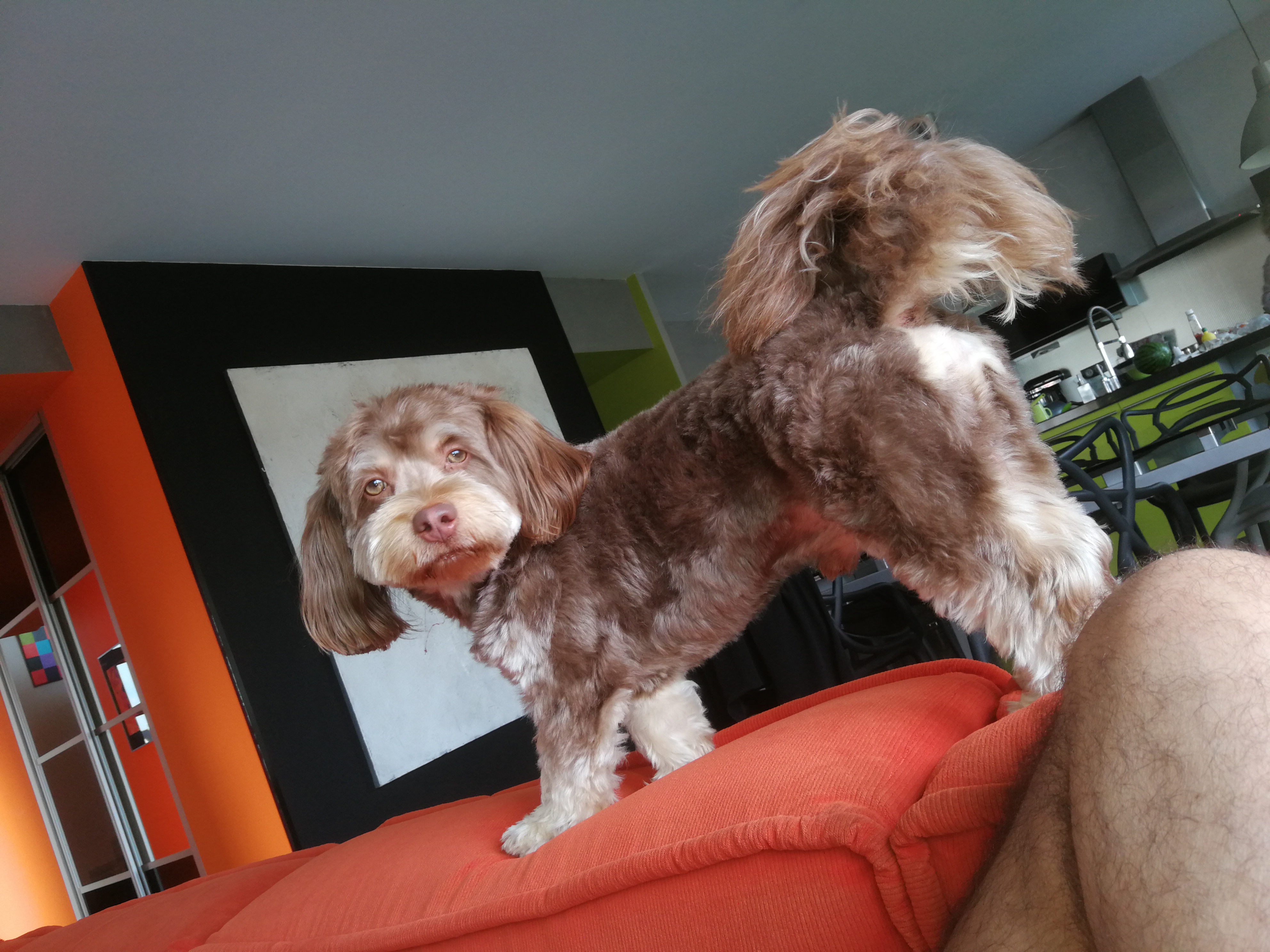 Service chien 57 entre particuliers