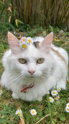 Service : chat Service : chat