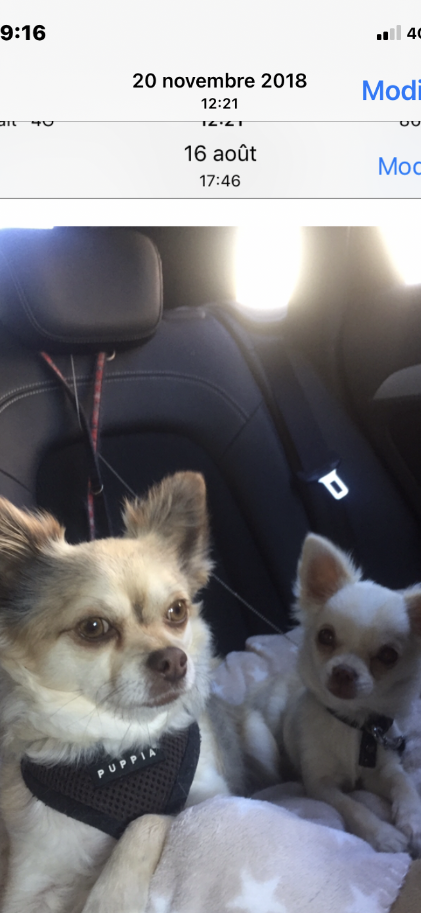 Service chien 25 entre particuliers