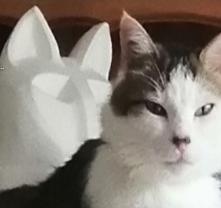 Service : chat Service : chat