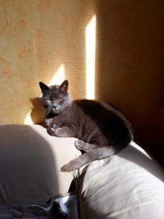 Service : chat Service : chat