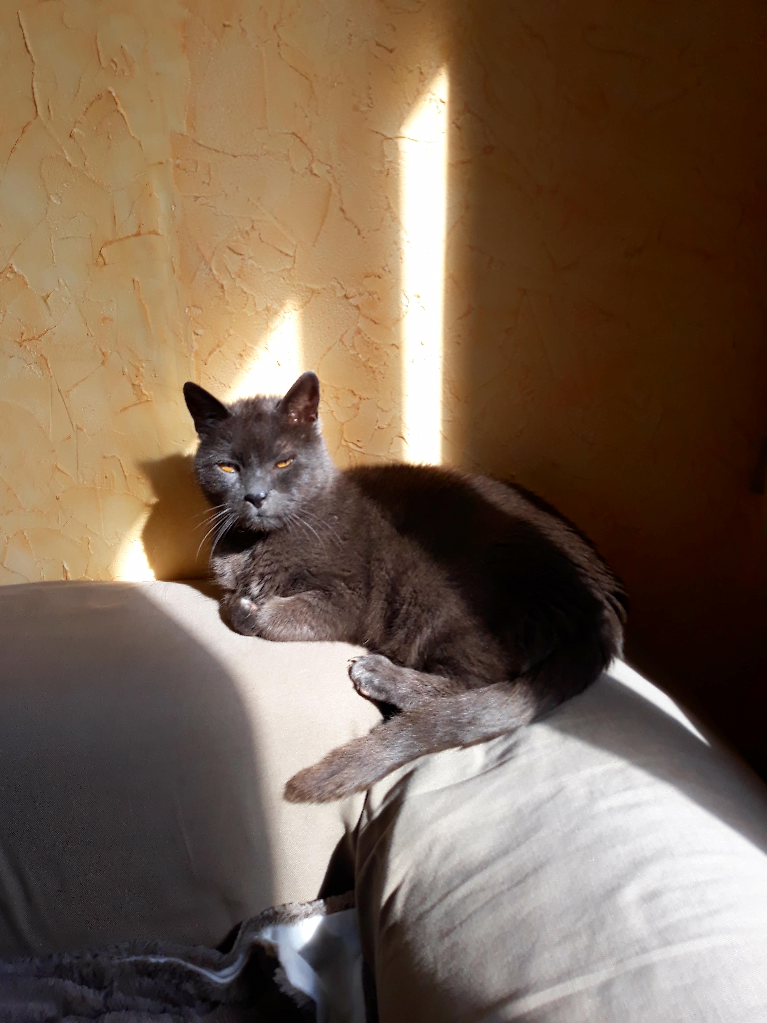 Service chat 95 entre particuliers
