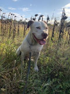 Service : chien Service : chien