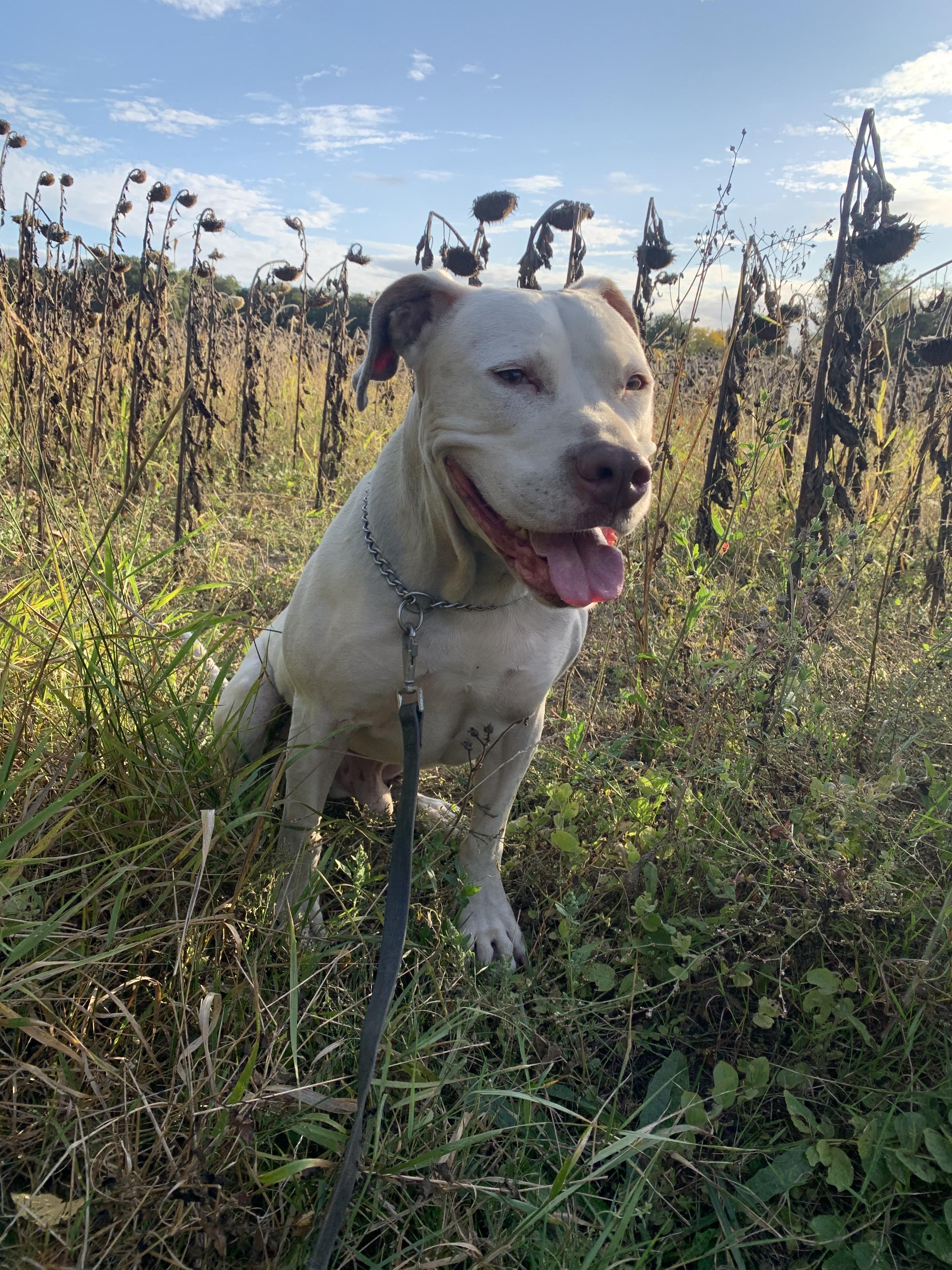 Service chien 86 entre particuliers