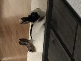 Service : garde lapin Service : garde lapin