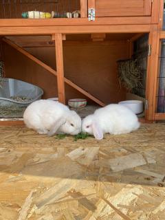 Service : garde lapin Service : garde lapin