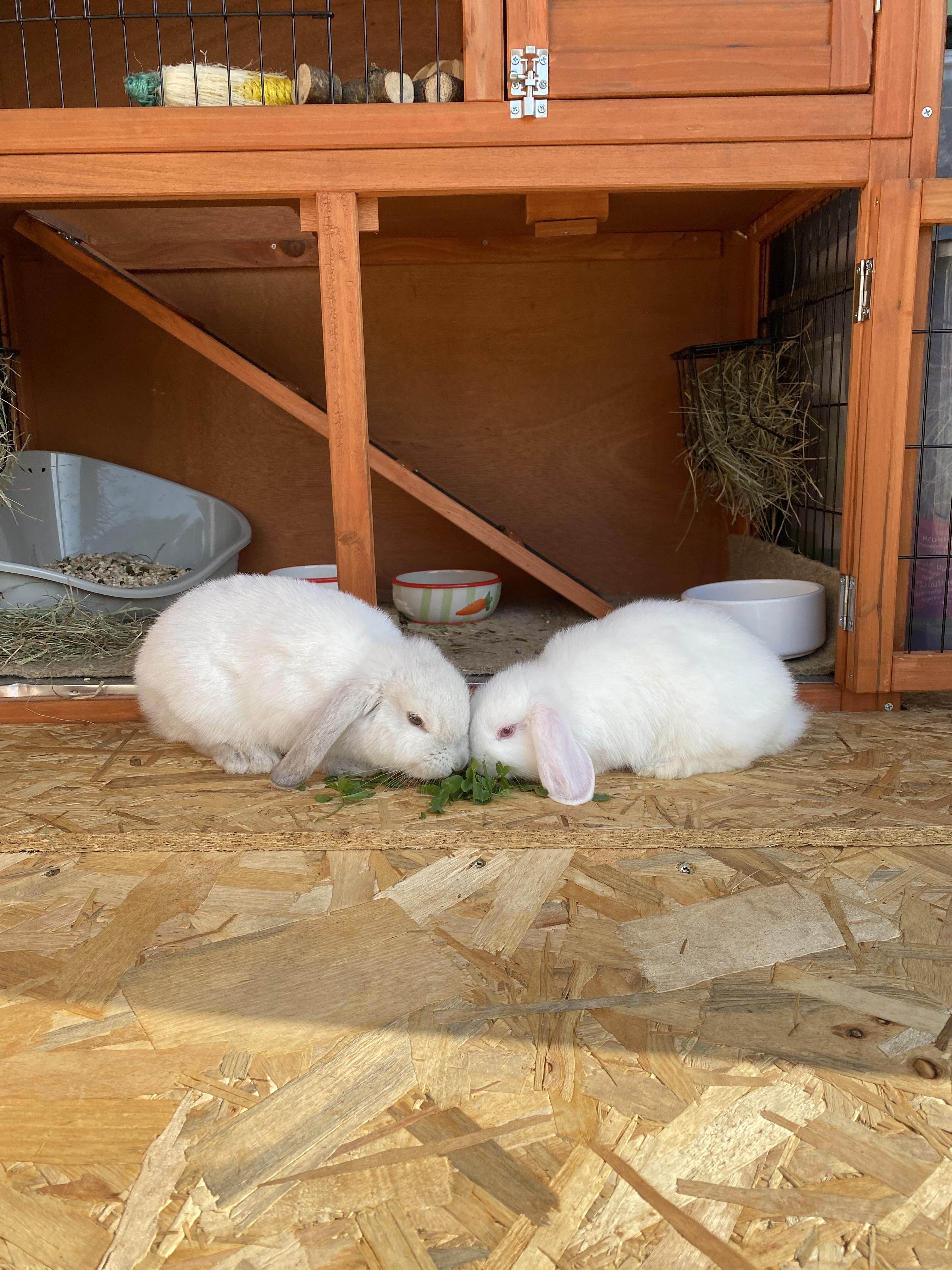 Service garde lapin 59 entre particuliers