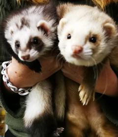 Service : rongeur Service : rongeur