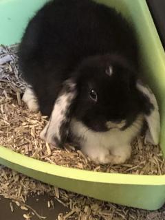 Service : garde lapin Service : garde lapin