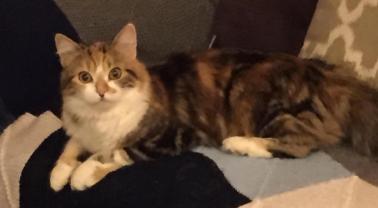 Service : chat Service : chat