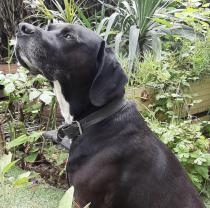 Service : chien Service : chien