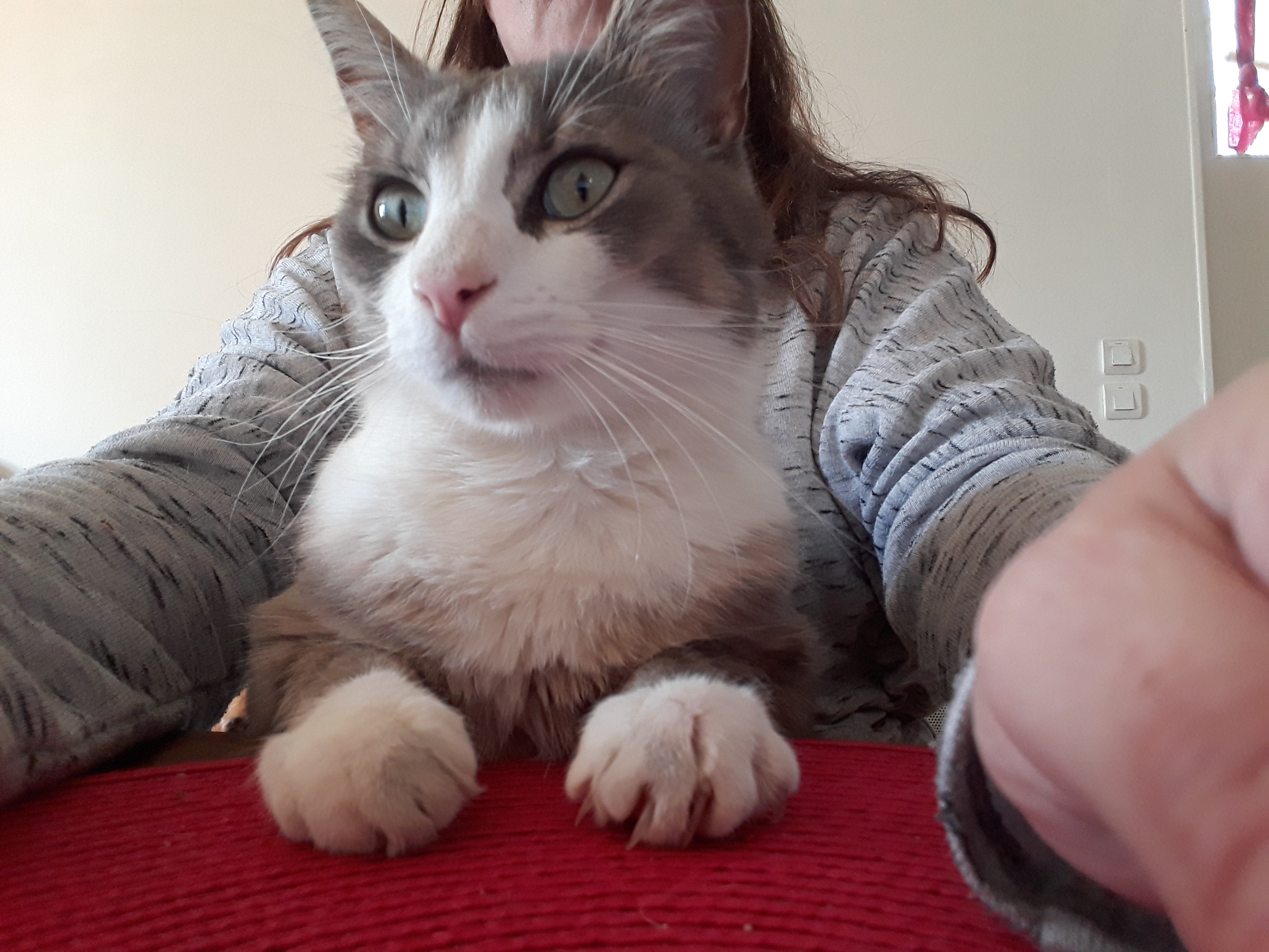 Service chat 91 entre particuliers