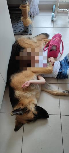 Service : chien Service : chien