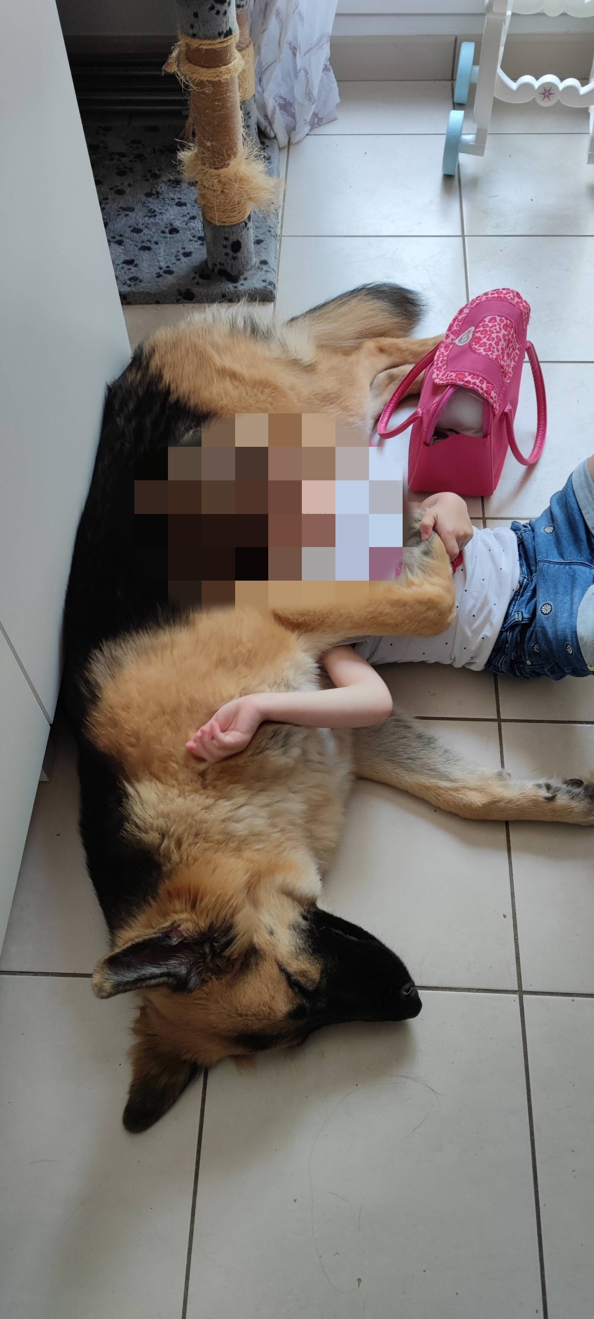 Service chien 91 entre particuliers