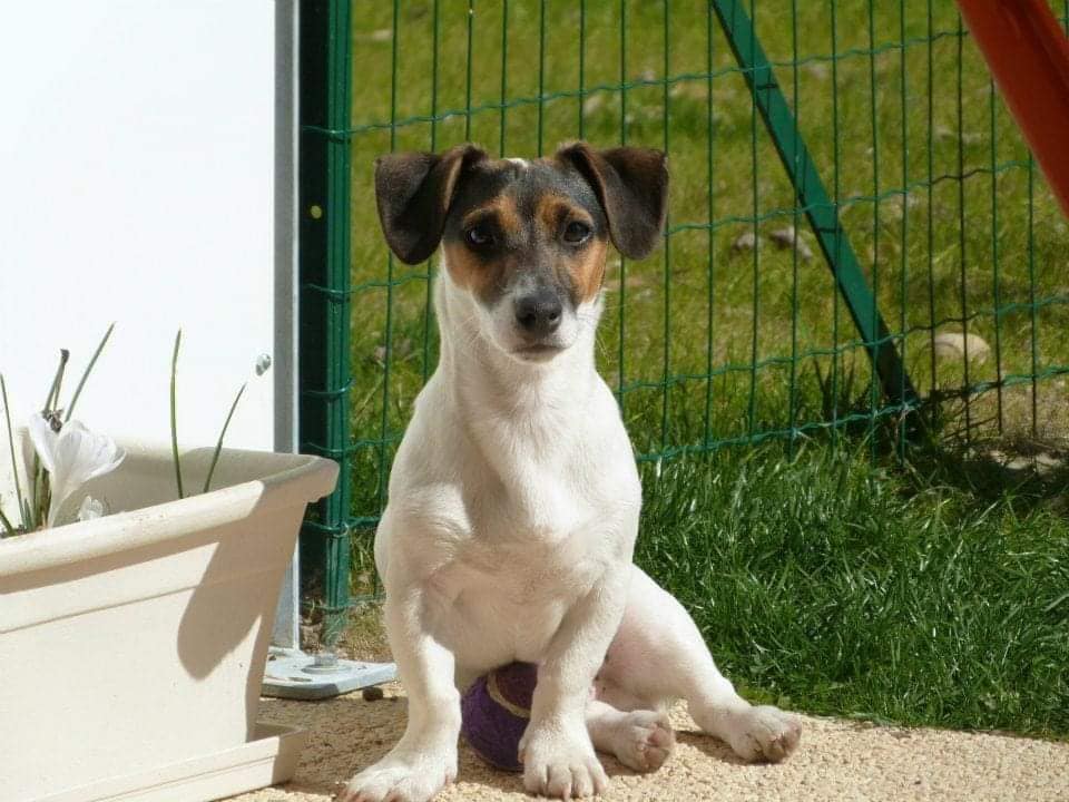 Service chien 24 entre particuliers