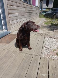 Service : chien Service : chien