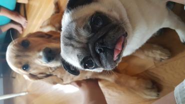 Service : chien Service : chien