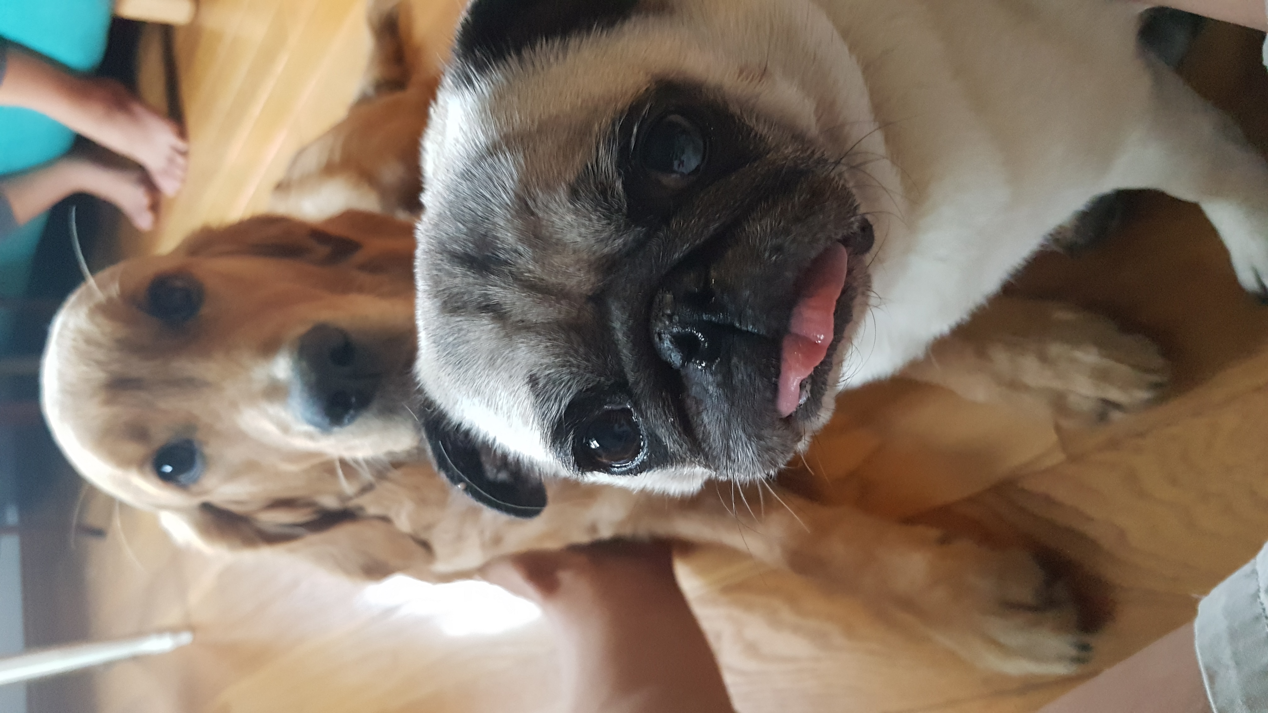 Service chien 74 entre particuliers
