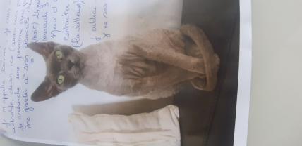 Service : chat Service : chat