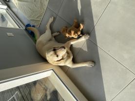 Service : chien Service : chien