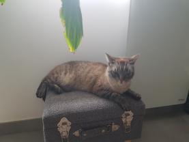 Demander ce catsitter